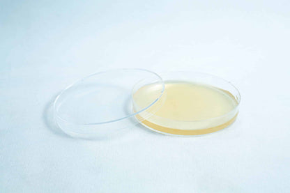 Agar Plates For Fungal Cultures