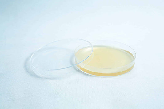 Agar Plates For Fungal Cultures