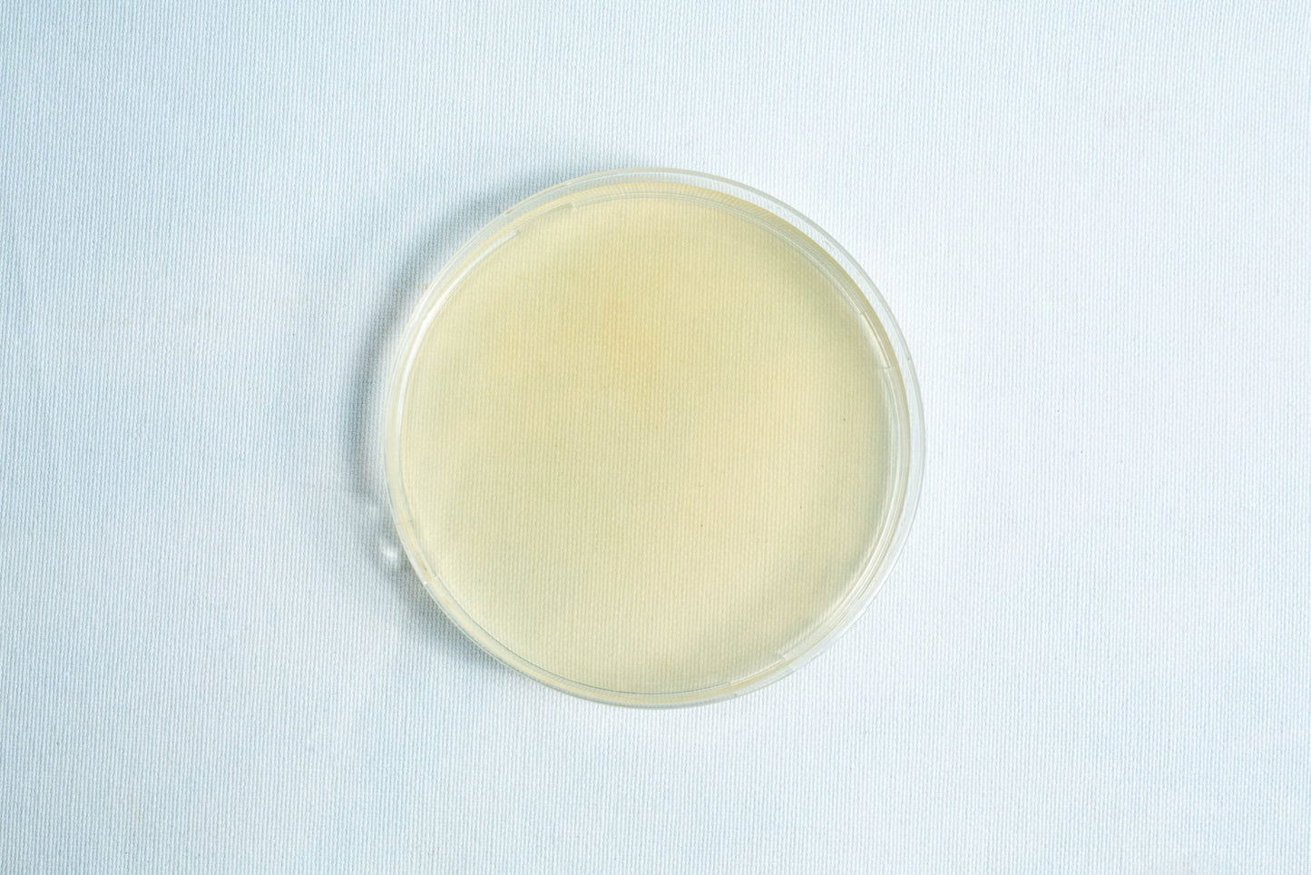 Agar Plates For Fungal Cultures