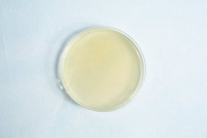 Agar Plates For Fungal Cultures