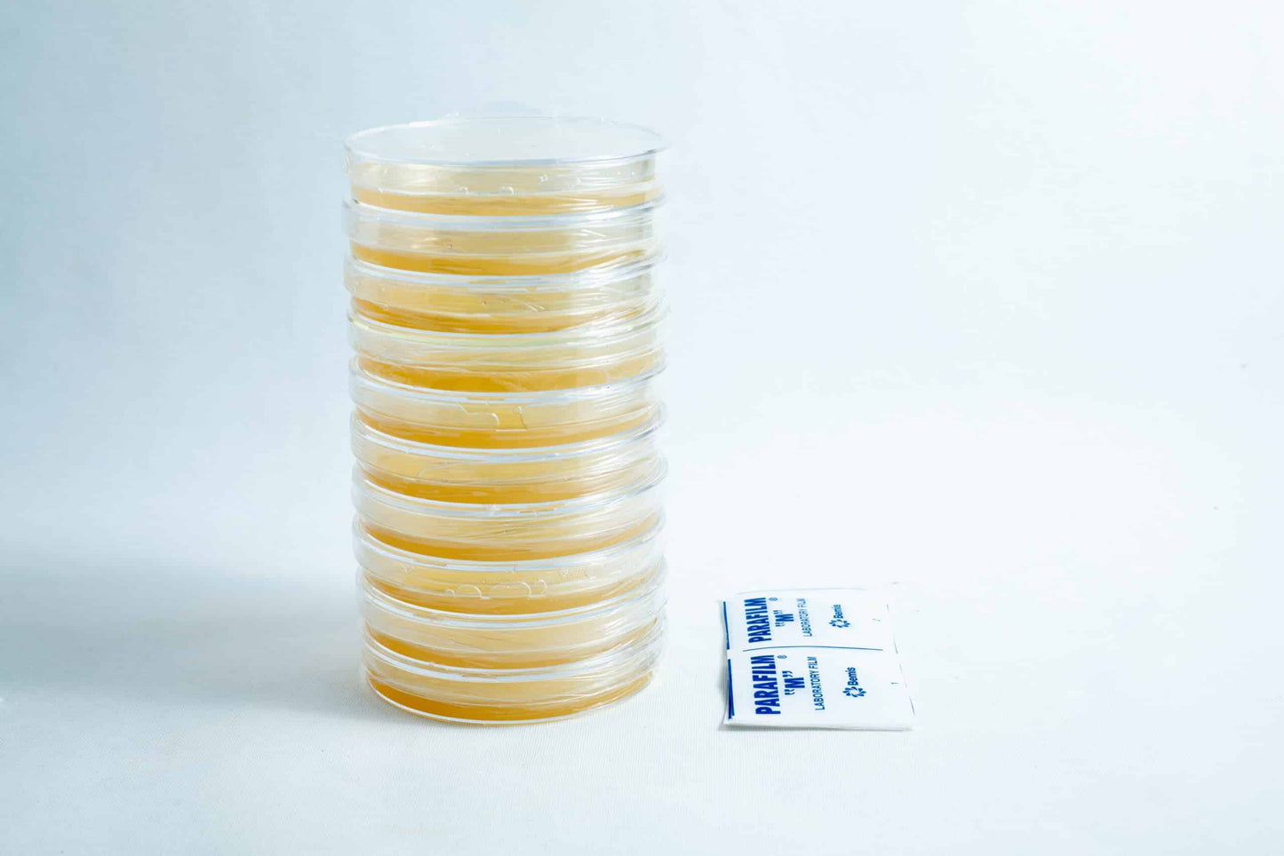 Agar Plates For Fungal Cultures